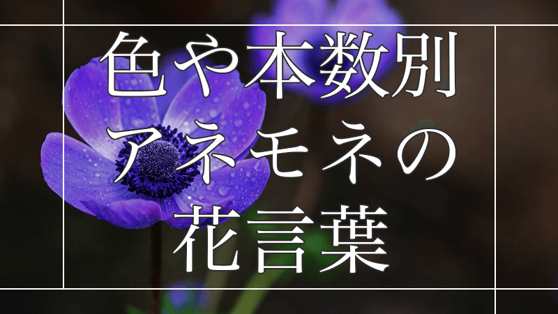色や本数別アネモネの花言葉を解説|本当にプレゼントに最適な色は赤・白・ピンク?