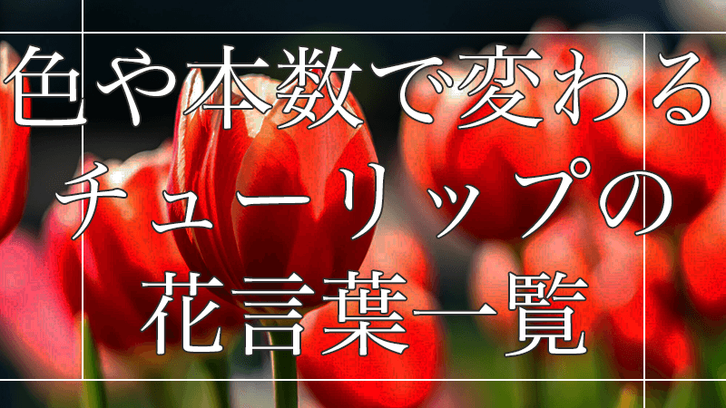 色や本数で変わるチューリップの花言葉一覧｜最適なシーンを解説