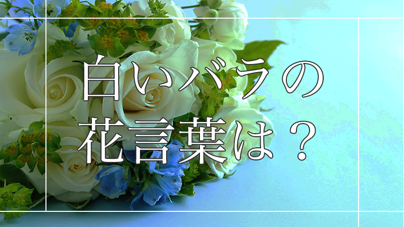 白いバラの花言葉は?大切なあの人に嫌われないために知っておこう