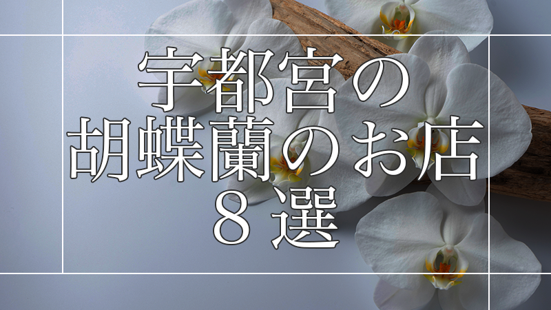 宇都宮で胡蝶蘭を送るなら!高品位で美しい胡蝶蘭のお店8選