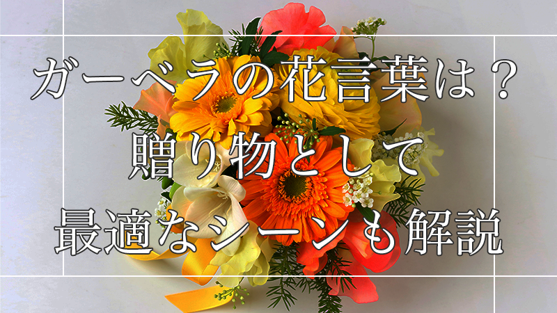 ガーベラの花言葉は?贈り物に最適な色や本数をお教えします