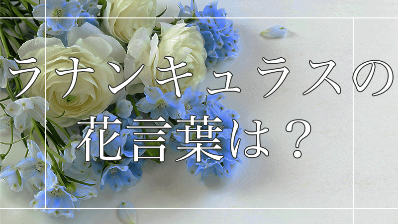 ラナンキュラスの花言葉は?場違いなプレゼントにならないように知っておこう