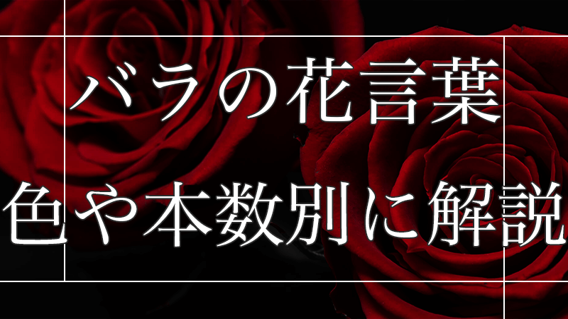 バラの花言葉は？色や本数ごとに適切なシーンをご紹介