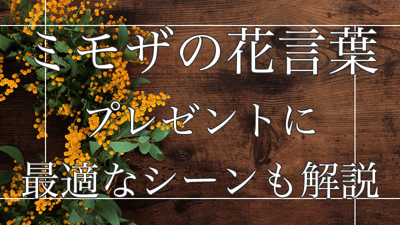 ミモザの花言葉を理解してプレゼントとして適切なシーンを知ろう！