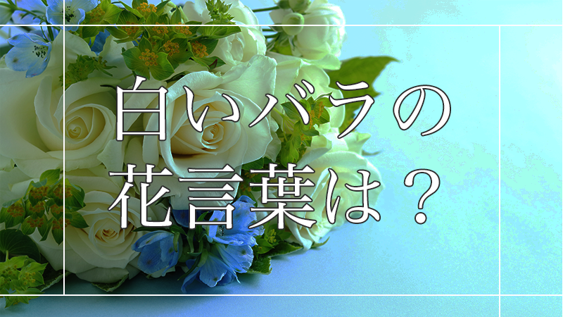 白いバラの花言葉は？大切なあの人に嫌われないために知っておこう