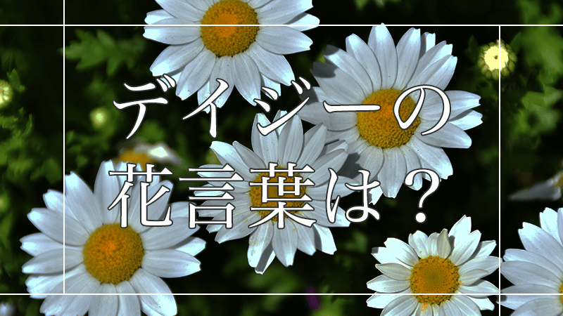 デイジーの花言葉は？がっかりなプレゼントにならないように知っておこう