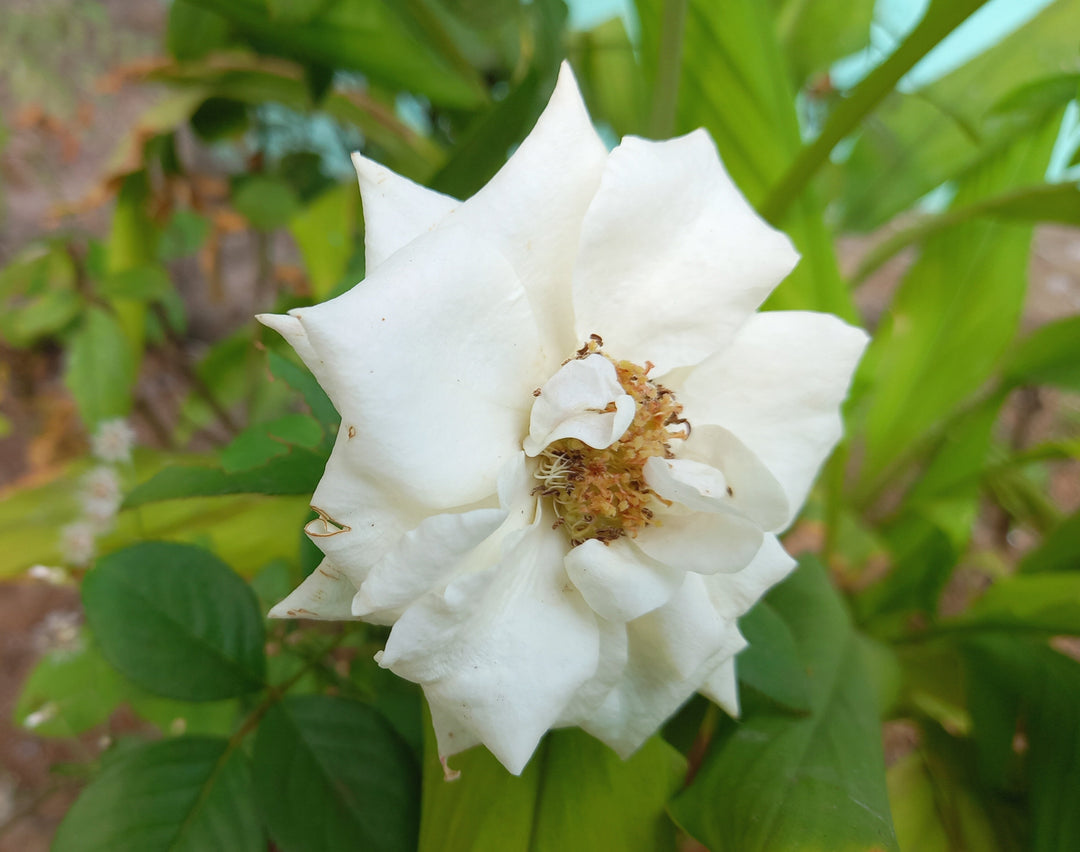 白いバラの花を写した実写写真